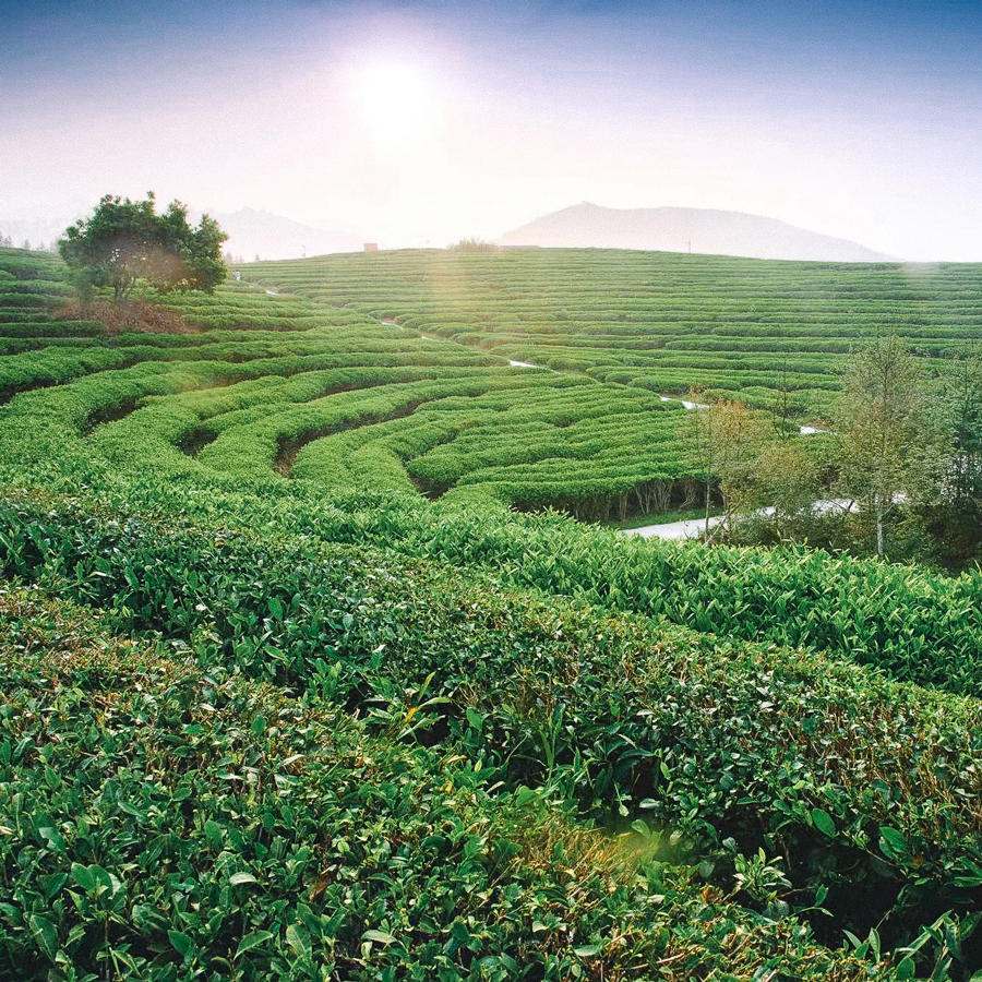Lapsang Souchong Wu Yi Cai sans pesticides, thé noir de Chine Lapsang Souchong Wu Yi Cai sans pesticides, thé noir de Chine