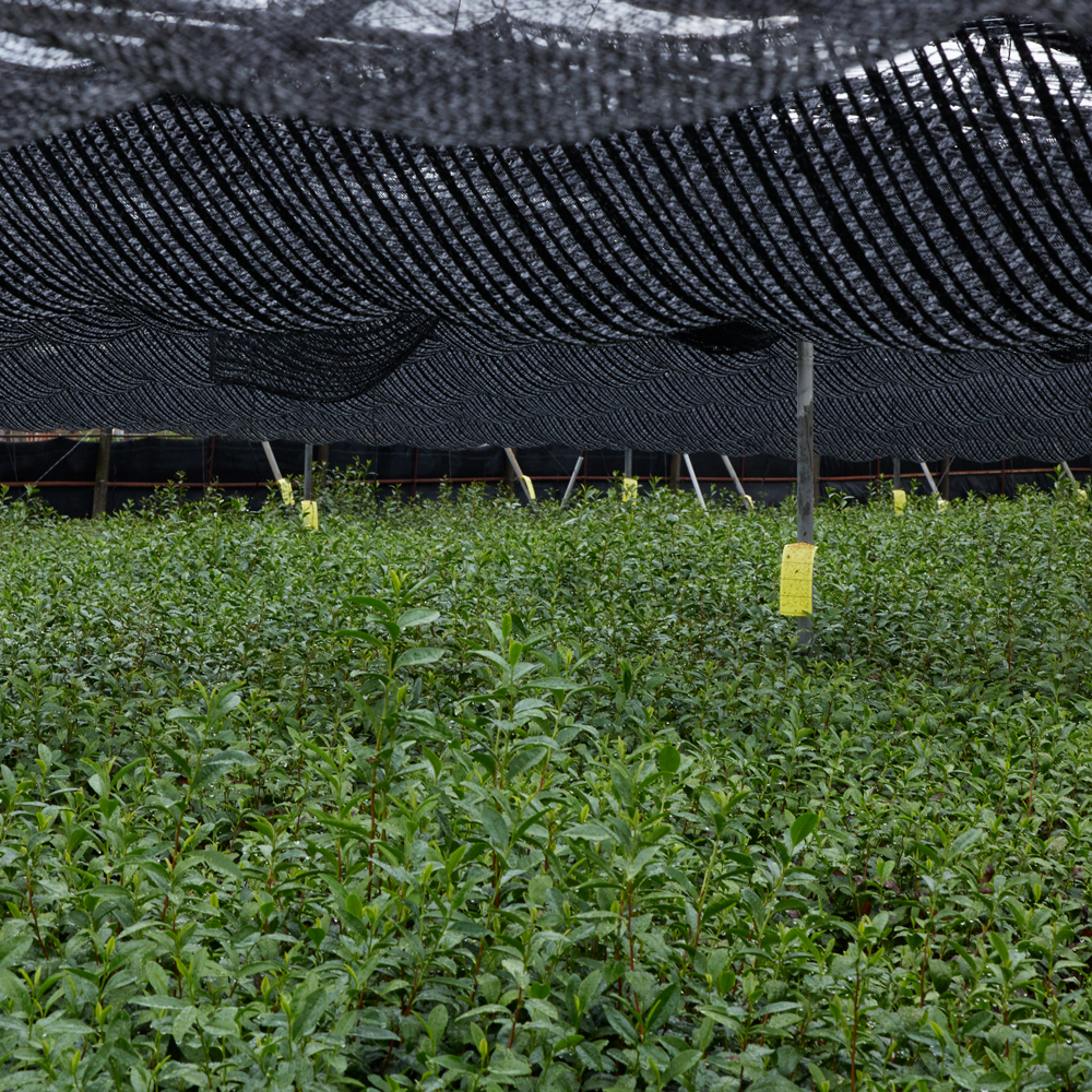 Matcha Tee Rikyū Bio