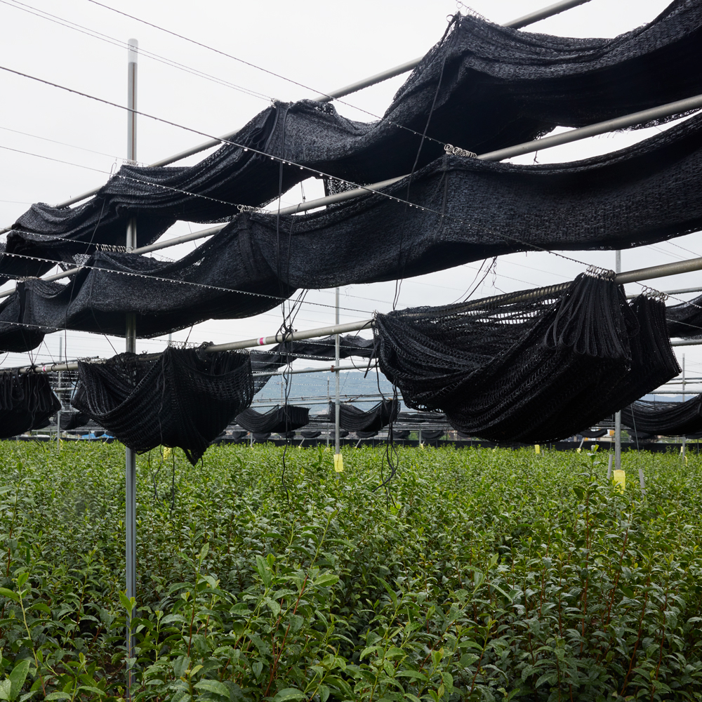 Matcha Tee Jōō Bio Matcha Tee Jōō Bio