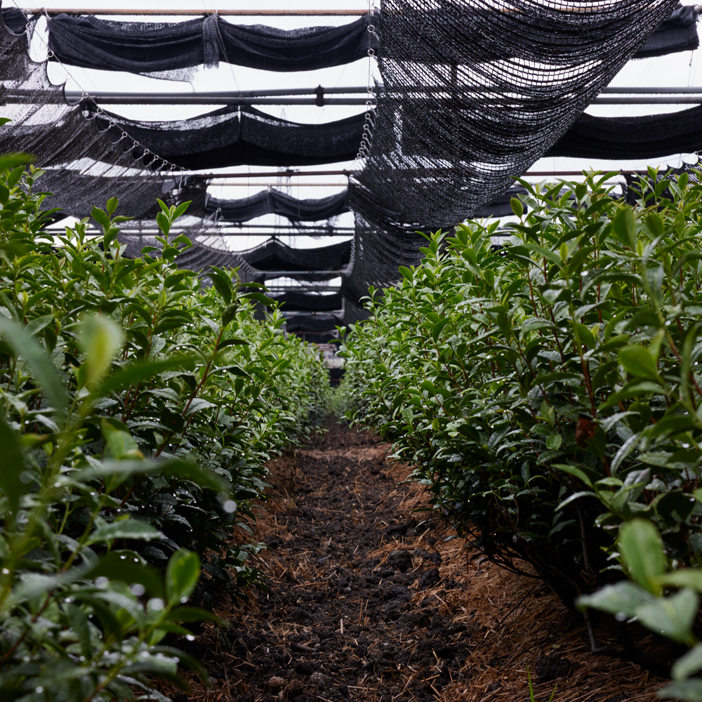 Matcha Tee Jukō Bio