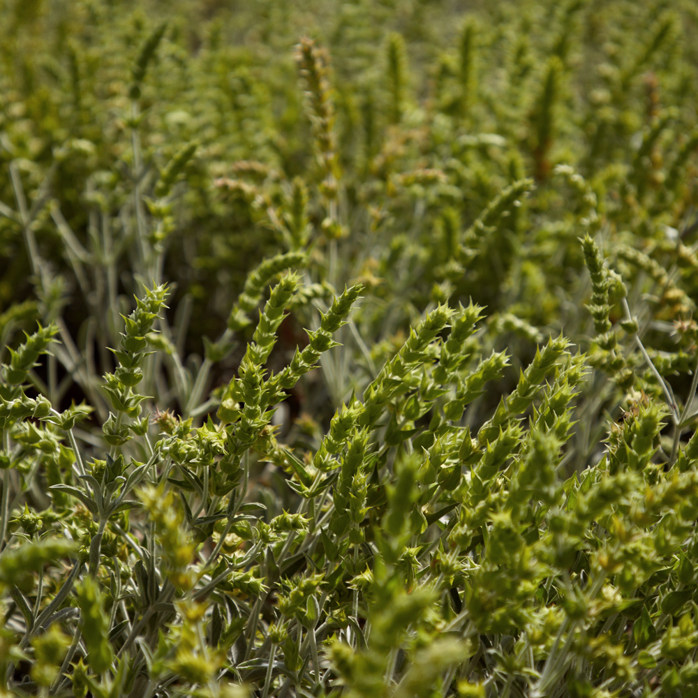 Thé bio des montagnes du Mont Othrys Thé bio des montagnes du Mont Othrys