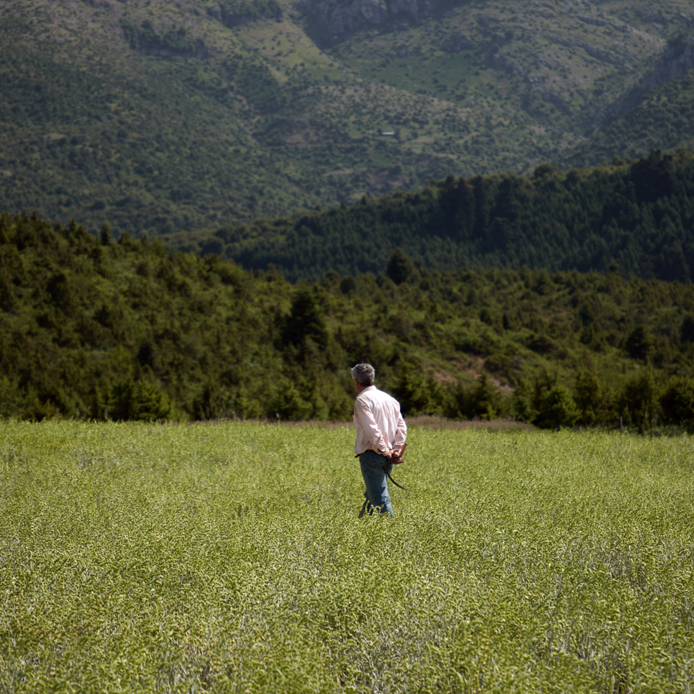 Thé bio des montagnes du Mont Othrys Thé bio des montagnes du Mont Othrys