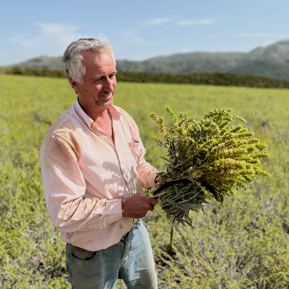 Titan Mountain Tea Bio Titan Mountain Tea Bio