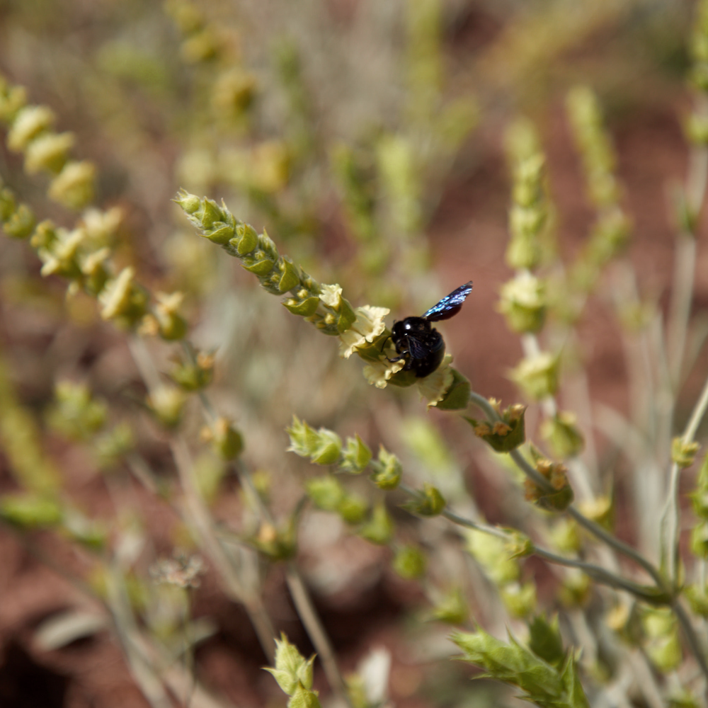 Titan Mountain Tea Bio Titan Mountain Tea Bio