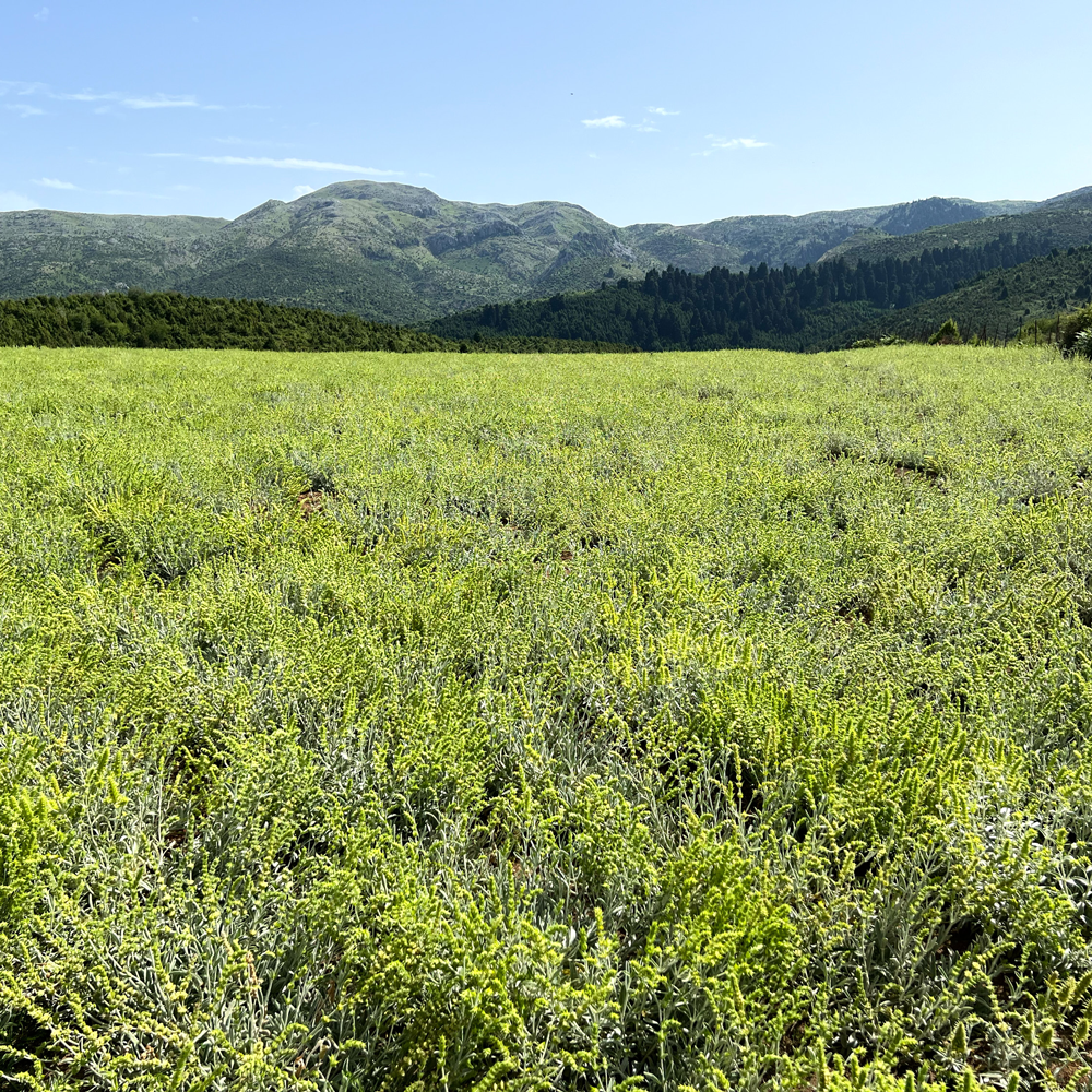 Titan Mountain Tea Bio Titan Mountain Tea Bio