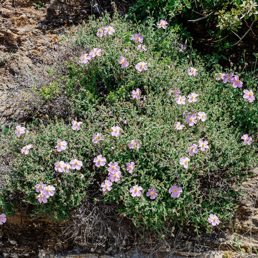 Cistus Karigane Rejuvenation Blend (Organic)