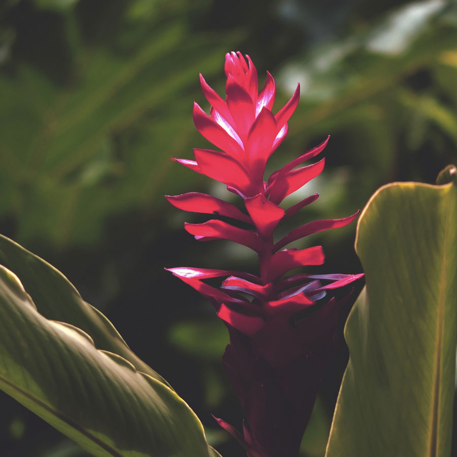 Tisane au gingembre bio