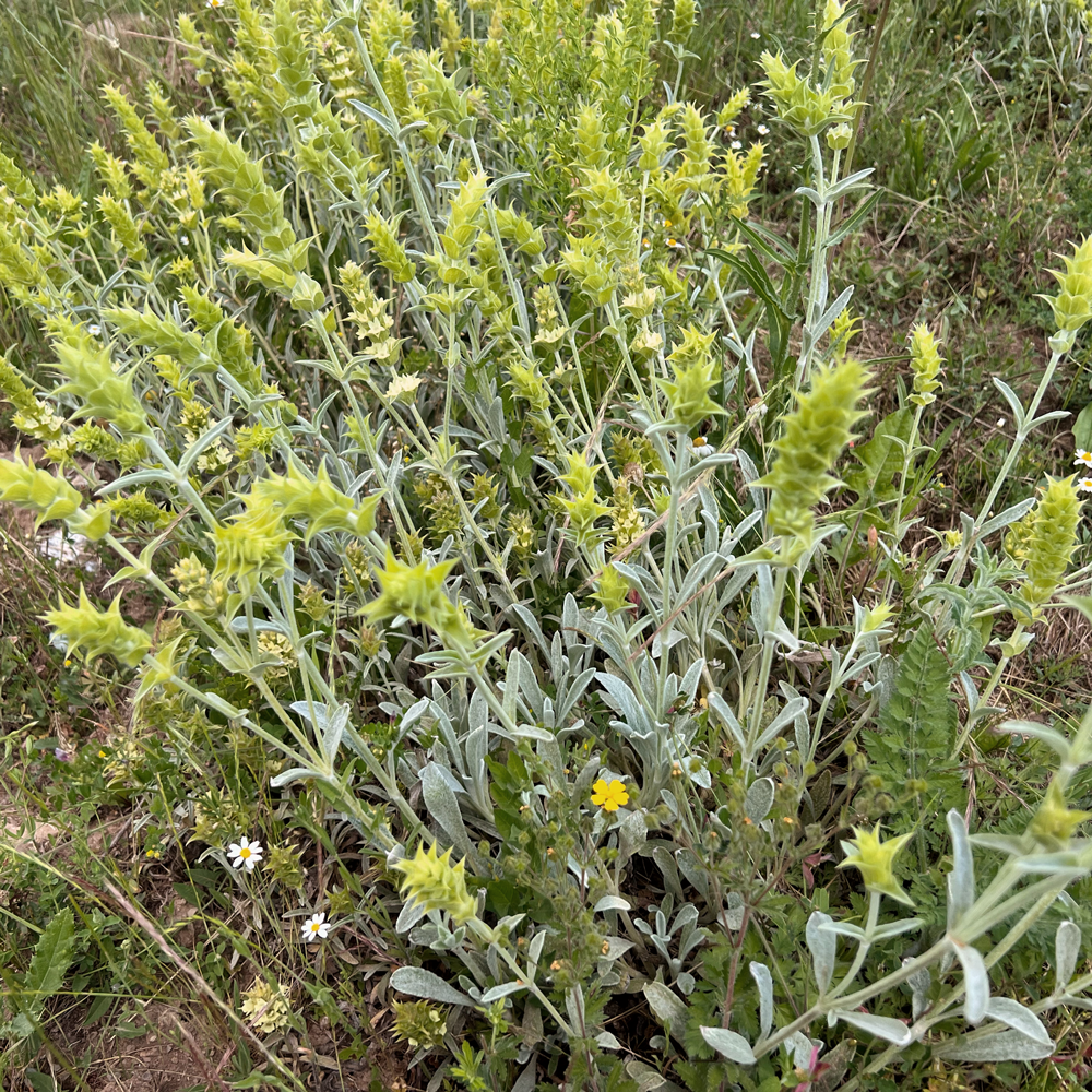 Olymp Mountain Tea Bio Olymp Mountain Tea Bio