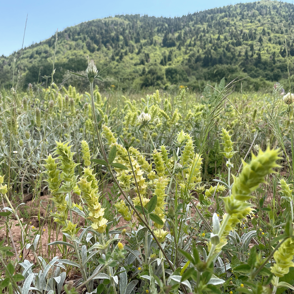 Organic Olympus Mountain Tea