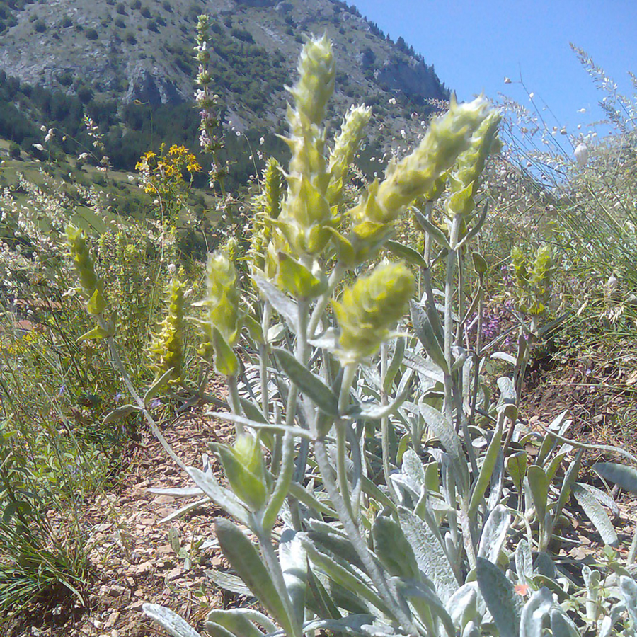Thé bio des montagnes du Mont Olympe Thé bio des montagnes du Mont Olympe