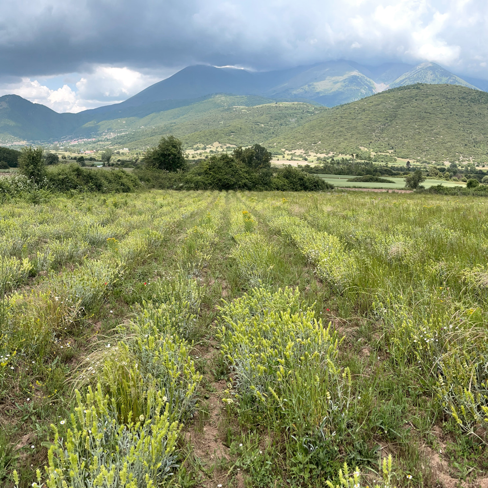 Thé bio des montagnes du Mont Olympe