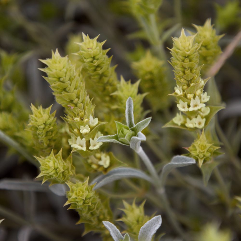 Thé bio des montagnes du Mont Olympe
