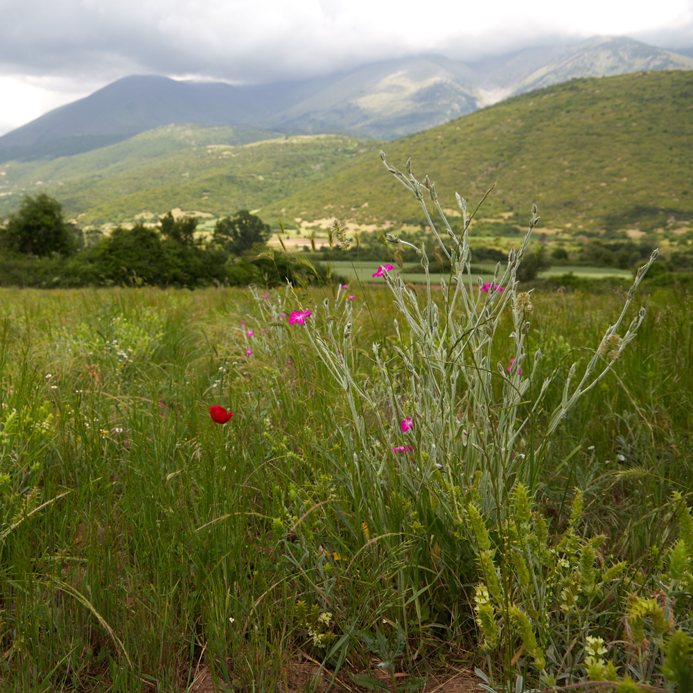 Thé bio des montagnes du Mont Olympe