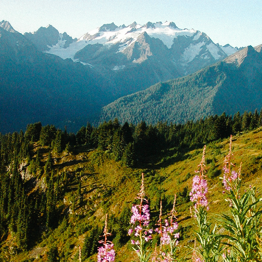 Organic St. John's Wort Tea Organic St. John's Wort Tea