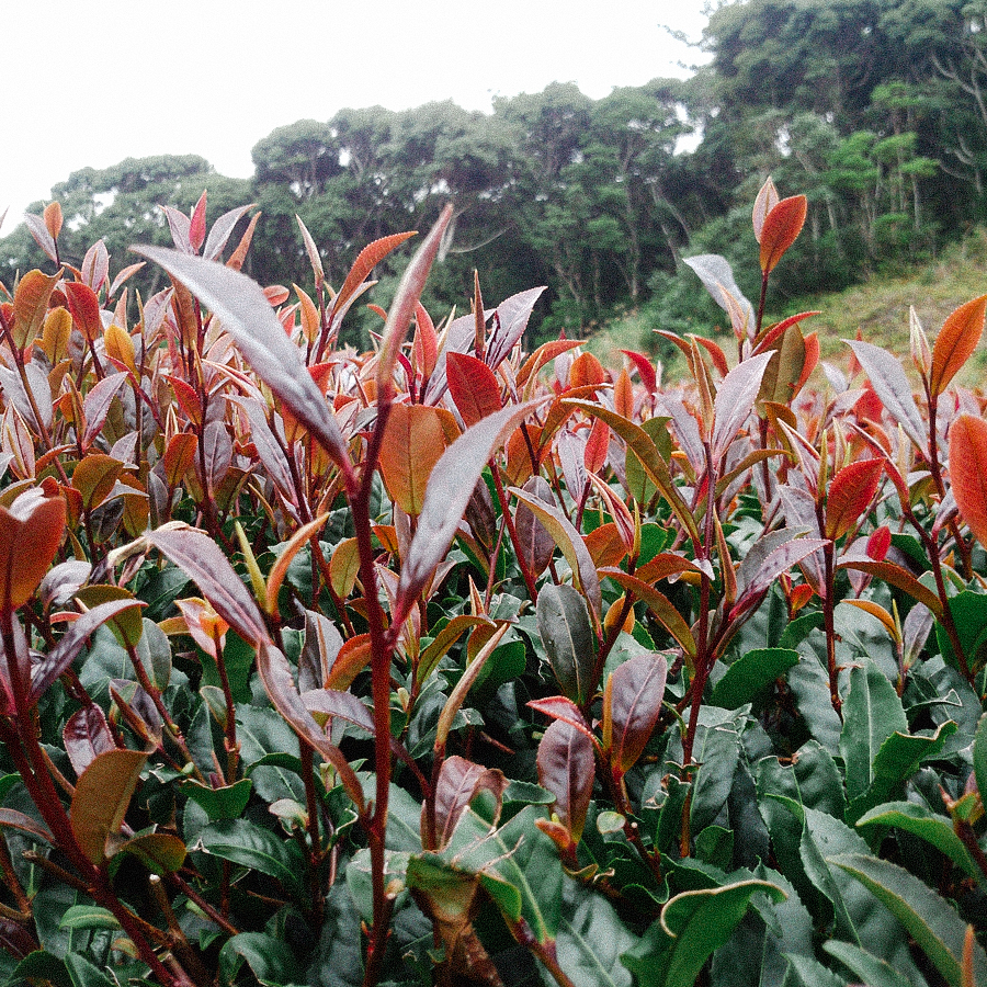 Red Sunrouge Blueberry Leaf Pesticide Free Red Sunrouge Blueberry Leaf Pesticide Free