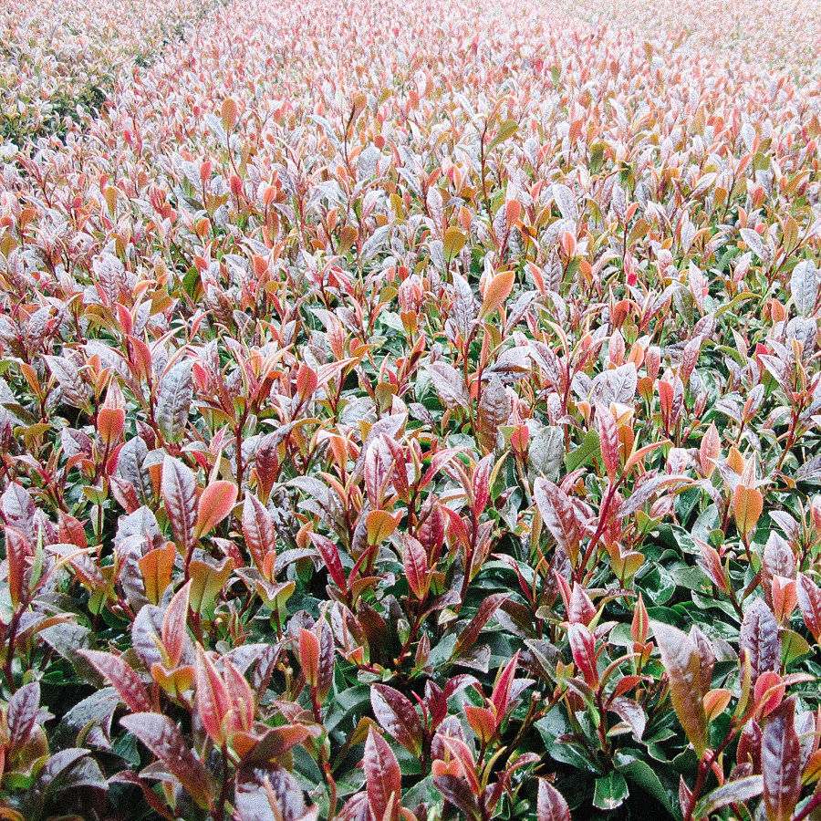 Sunrouge avec feuilles de myrtille sans pesticides