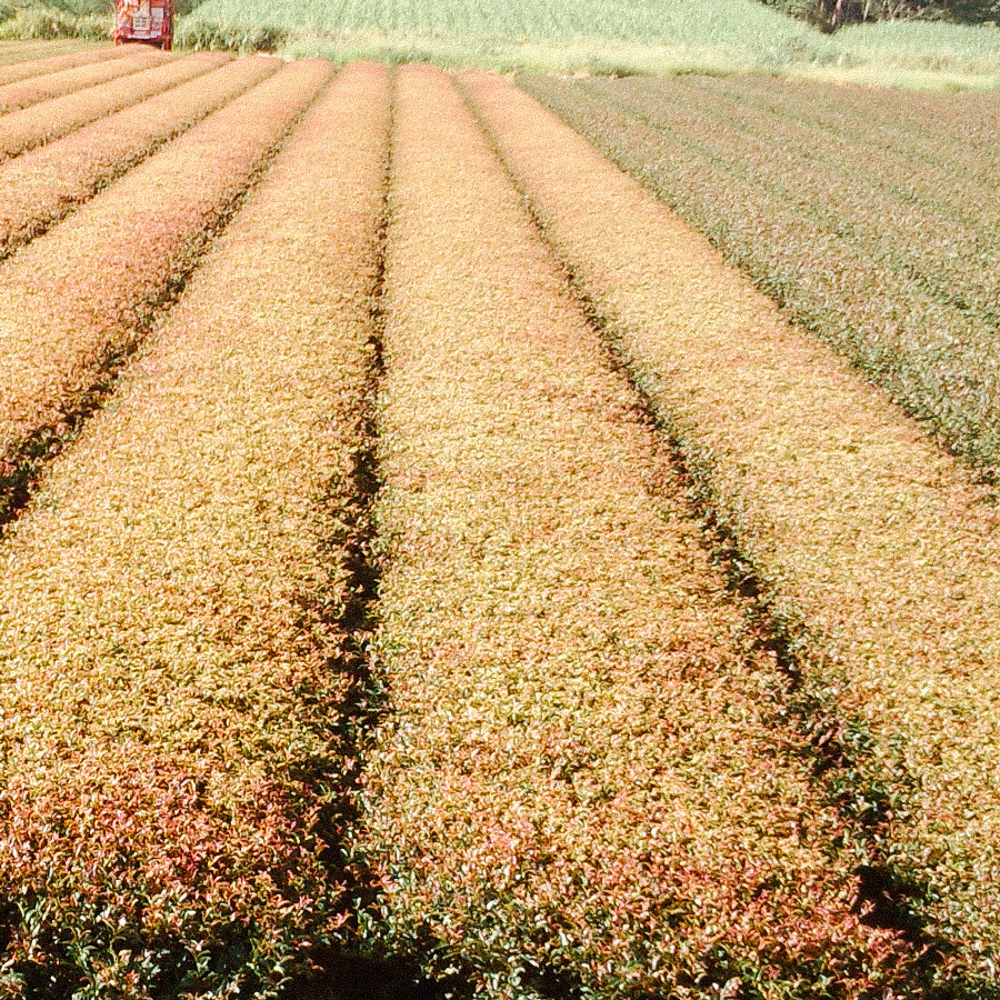 Sunrouge avec feuilles de myrtille sans pesticides