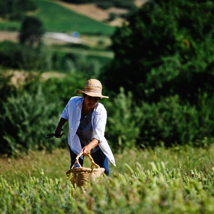 Olymp Bergtee Bio Set 4x50g