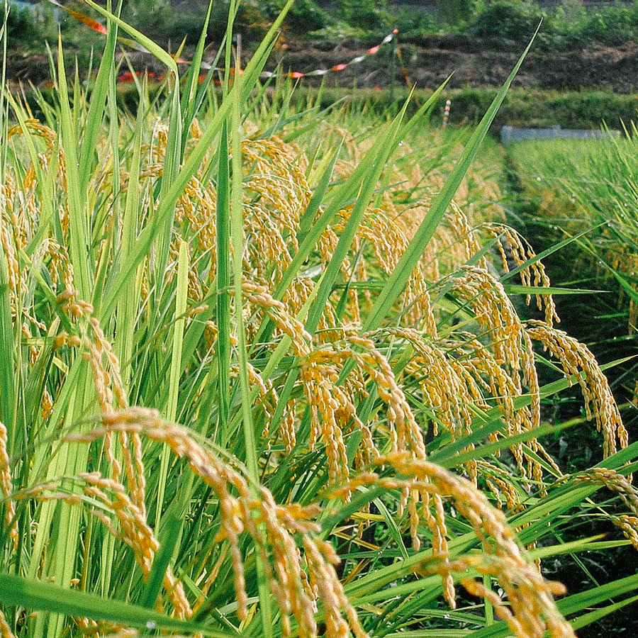 COFFRET GENMAICHA CHIRAN BIO