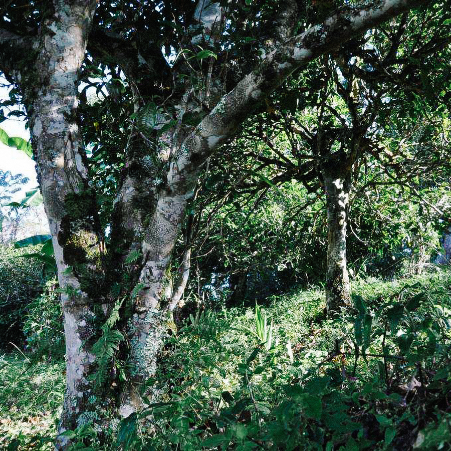 Thé Pu Erh - Shou Da Ban Zhang 2017 Sans Pest. Thé Pu Erh - Shou Da Ban Zhang 2017 Sans Pest.