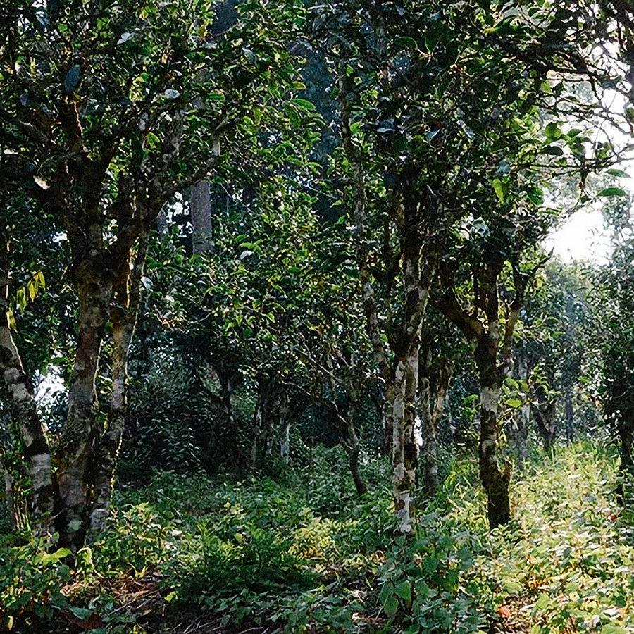 Pu Erh Tee - Shou Jing Mai Leng 2018