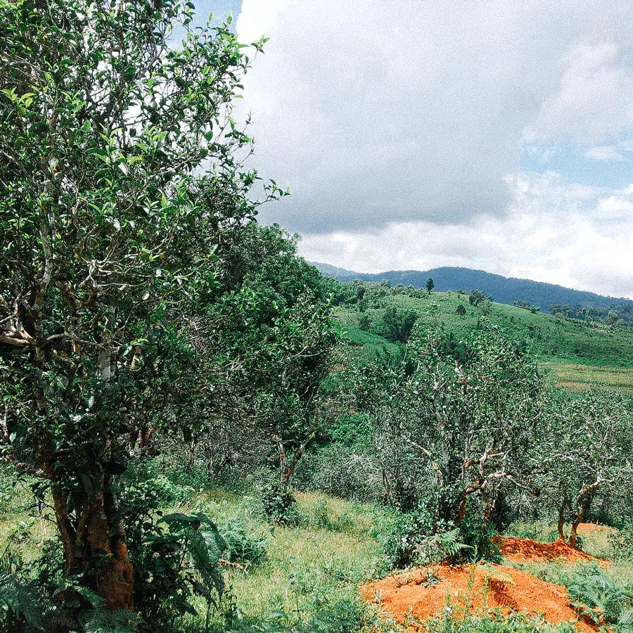 Pu-Erh Tea - Shou Bu Lang Zheng Shan 2010 357g Cake Pesticide Free Pu-Erh Tea - Shou Bu Lang Zheng Shan 2010 357g Cake Pesticide Free