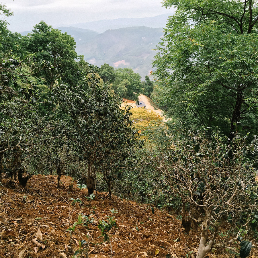 Pu Erh Tee - Sheng Bulang 2011 Cake Pest.Free
