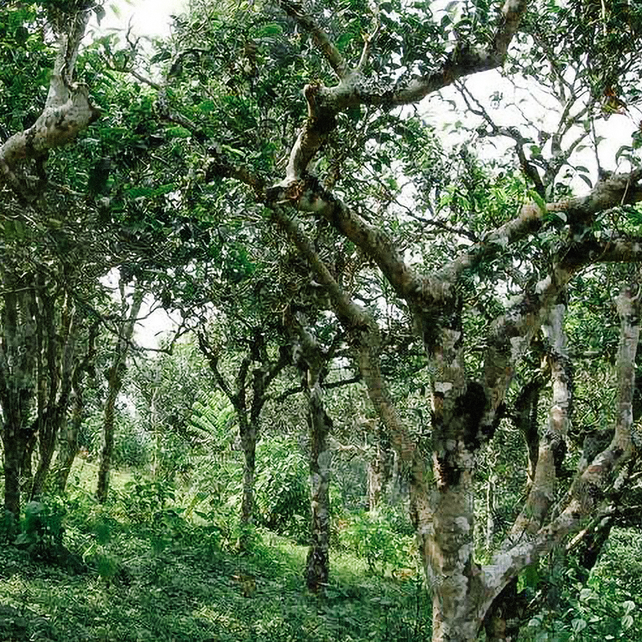 Pu-Erh Tea - Sheng Ban Zhang Chen 2012 1,000g Brick Pesticide Free