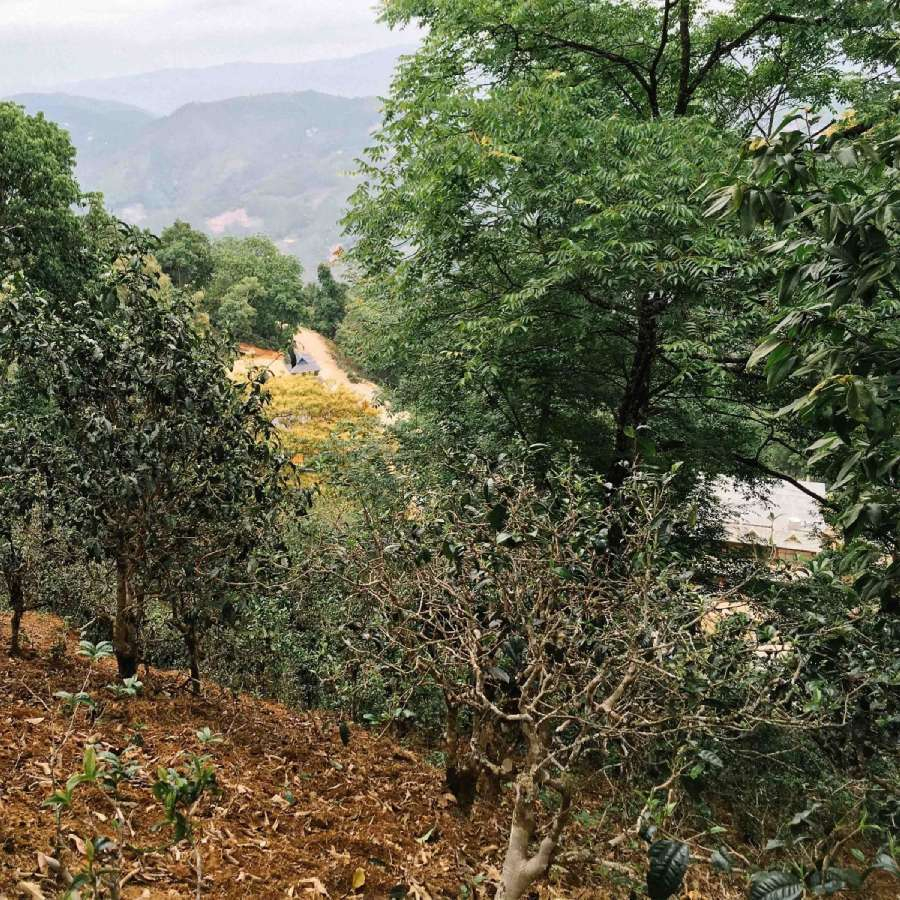 Thé Pu Erh - Sheng Nan Nuo Shan 2014 Sans Pesticides