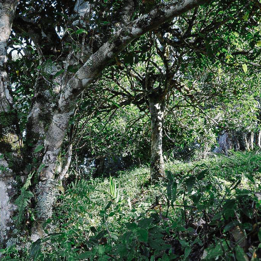 Pu-Erh Tea - Sheng Yi Wu Fuyuan Yuan Cha 2013 400g Cake Pesticide Free