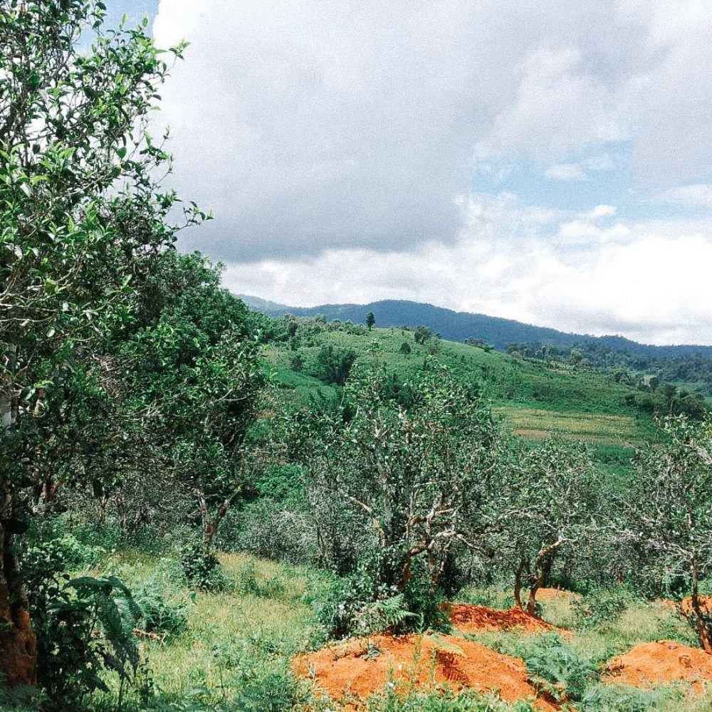 Thé Pu Erh - Sheng Bu Lang She 2013 Sans Pest.