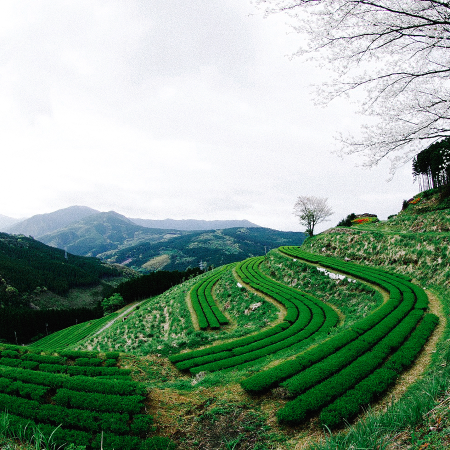 Sencha Igeta Satsuki