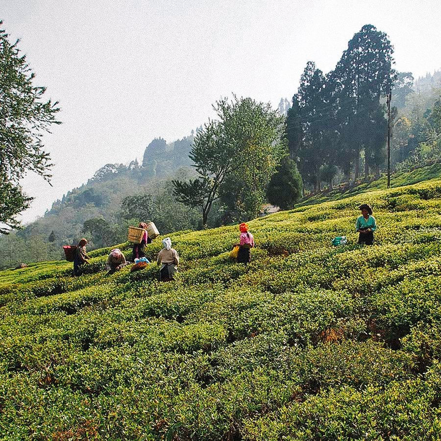 Darjeeling First Flush 2019 Glenburn FTGFOP1 (Cl), Sans Pesticides Darjeeling First Flush 2019 Glenburn FTGFOP1 (Cl), Sans Pesticides