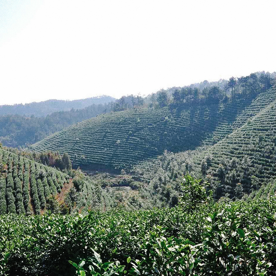 Huang Shan Mao Feng, Qualité Impériale, Sans Pest. Huang Shan Mao Feng, Qualité Impériale, Sans Pest.