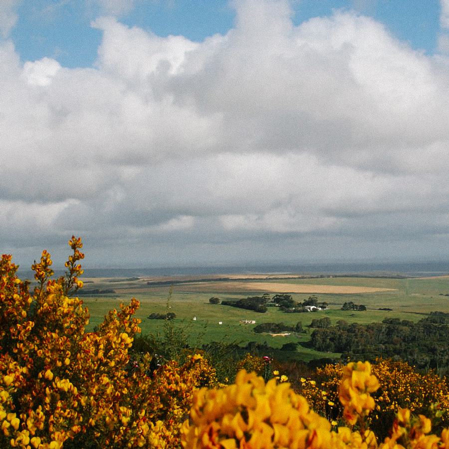 Organic Green Honeybush Tea Organic Green Honeybush Tea