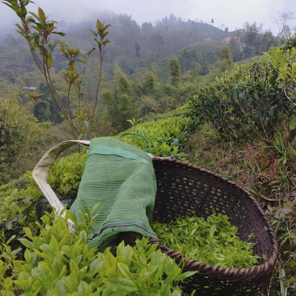 Guranse First Flush SFTGFOP1 Organic