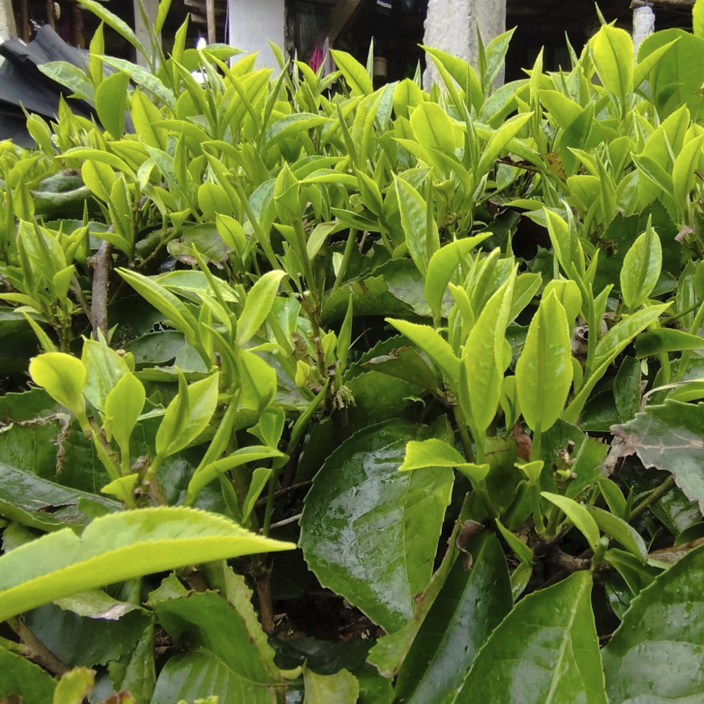 Guranse First Flush SFTGFOP1 Organic