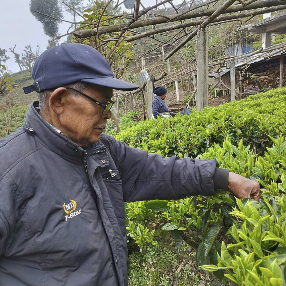 Guranse First Flush SFTGFOP1 Organic