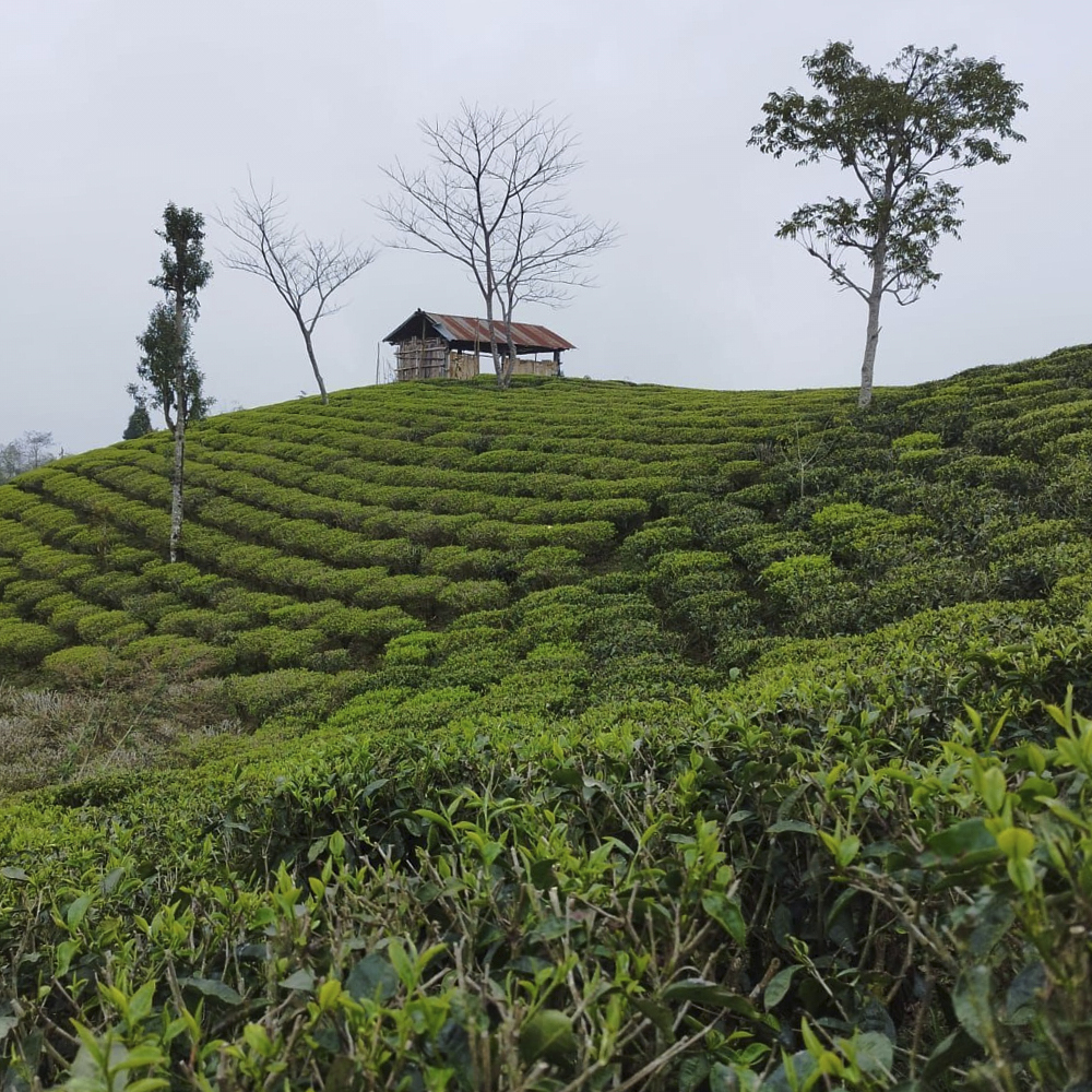 GURANSE First Flush SFTGFOP1 BIO