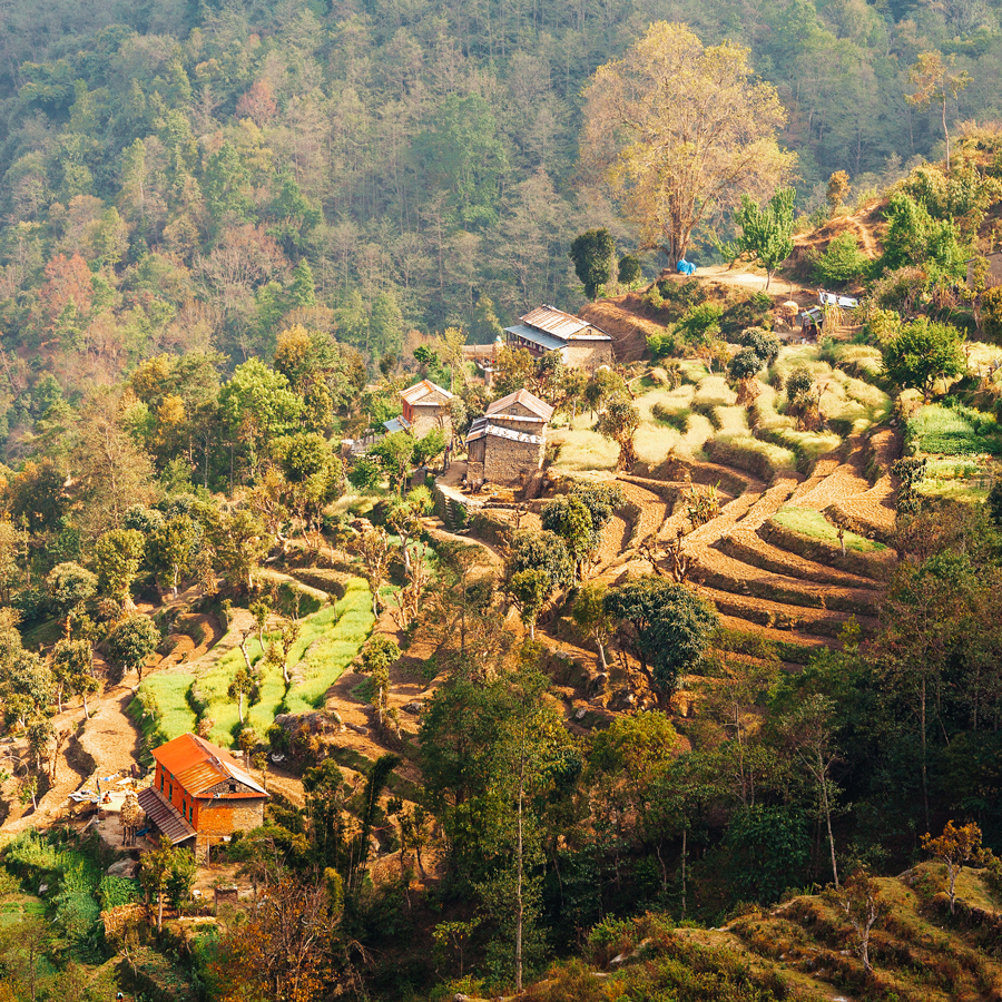 Guranse First Flush SFTGFOP1 Organic