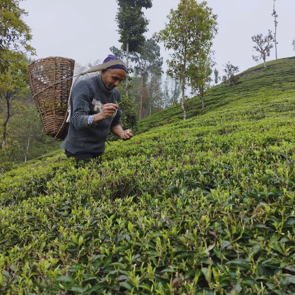 Guranse First Flush Tips Bio