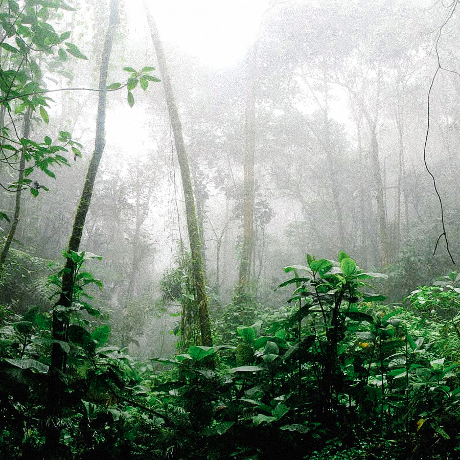 Tisane de Jatoba, cueillette sauvage