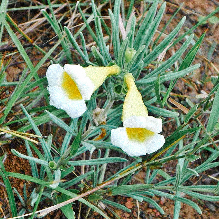 Tisane de Catuaba, cueillette sauvage