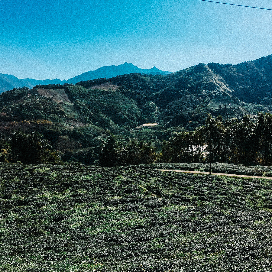 Oolong Taiwan High Mountain Dong Ding Nong Xiang Rich Organic Oolong Taiwan High Mountain Dong Ding Nong Xiang Rich Organic