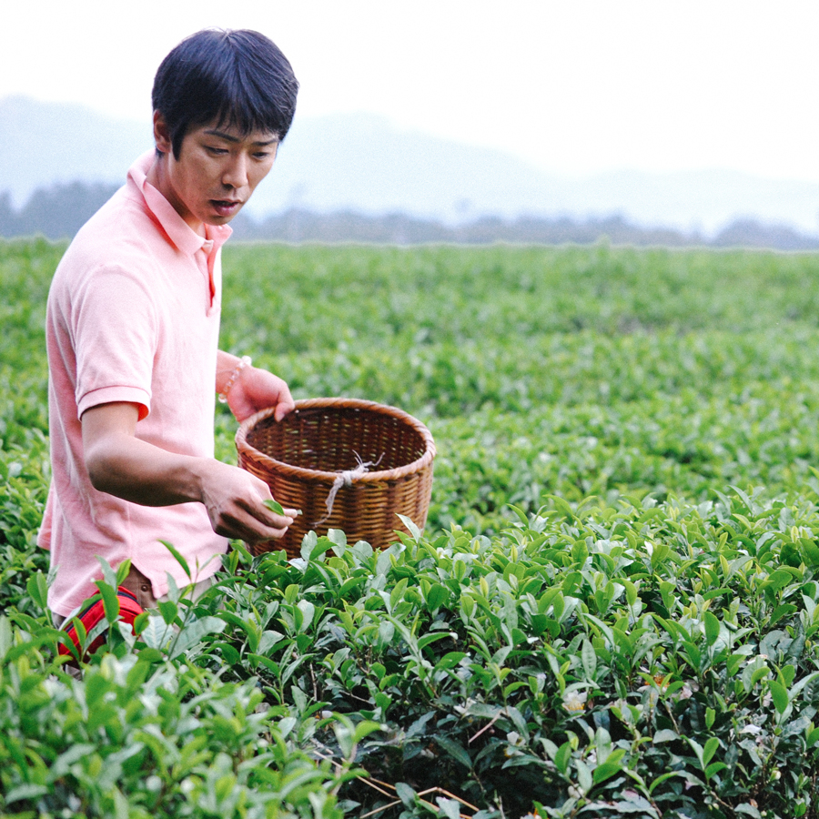 Benifuuki Oolong 1300