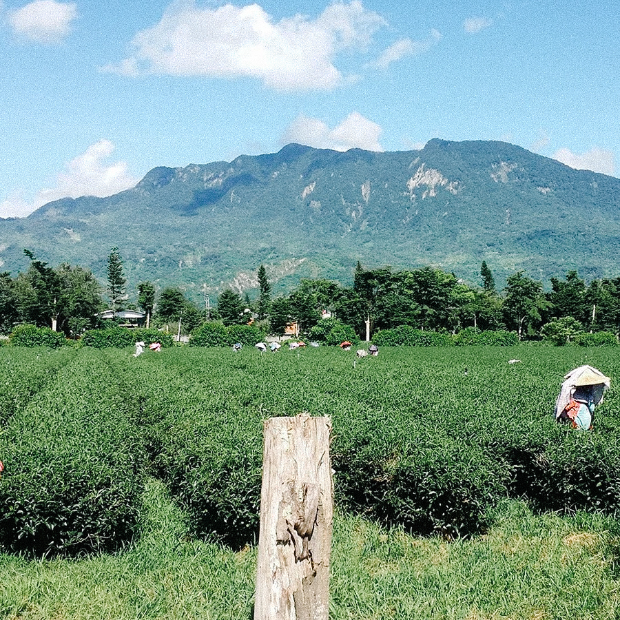Oolong Taiwan Milk Nong Xiang Rich Oolong Taiwan Milk Nong Xiang Rich