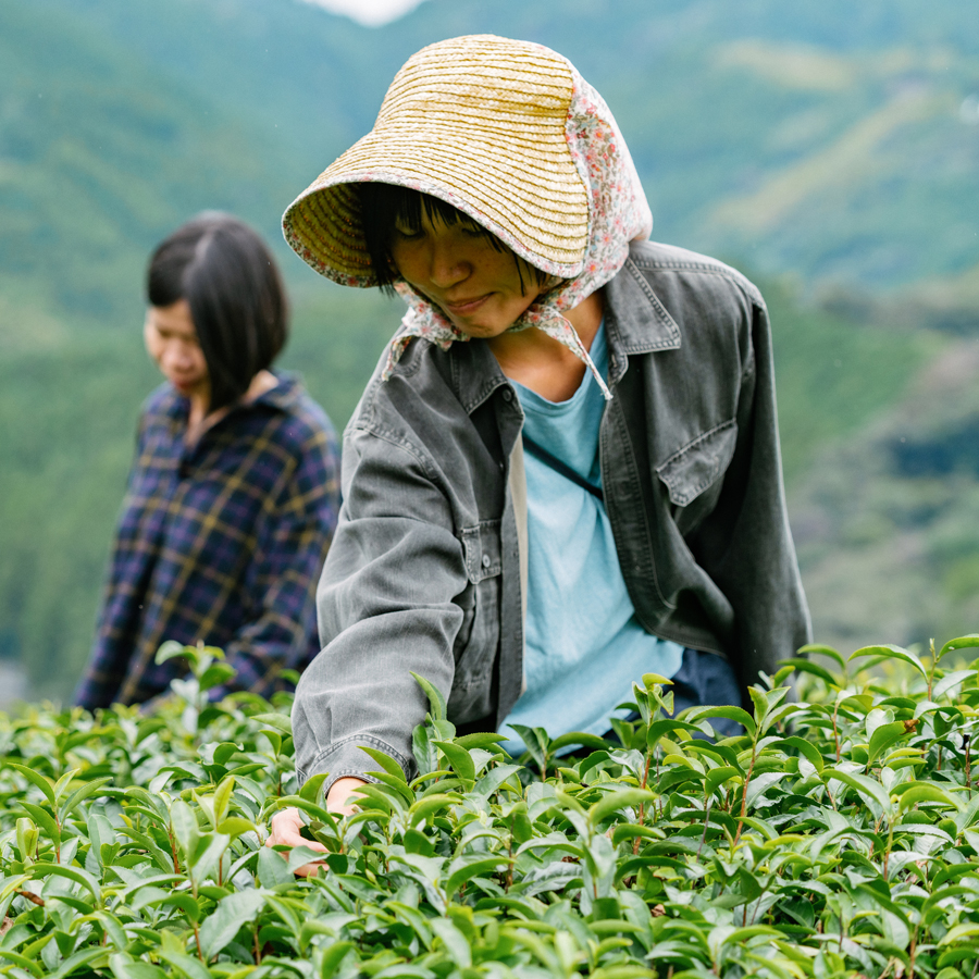 Sencha Kinezuka Yamakai Bio