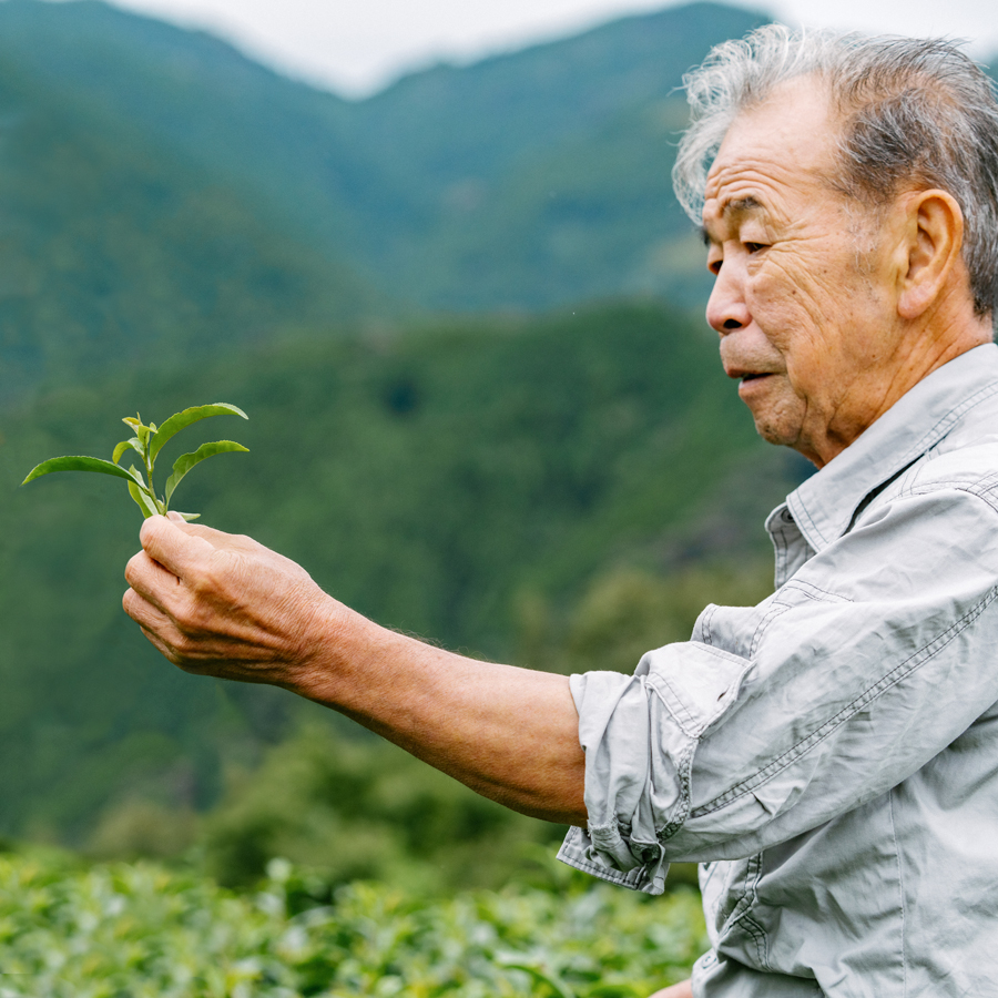 Organic Sencha Kinezuka Yamakai Organic Sencha Kinezuka Yamakai