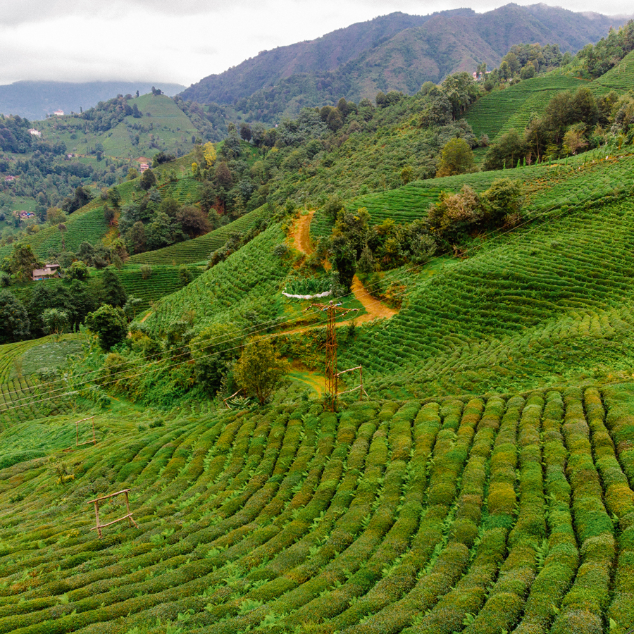 Kaçkar Mountain Apricot Pest.Free