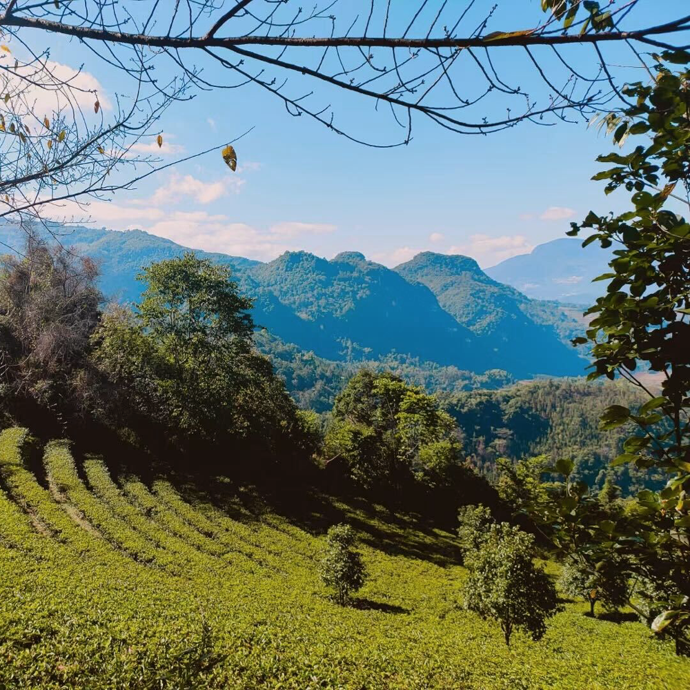 Dianhong Organic Earl Grey   Dianhong Organic Earl Grey